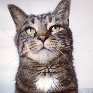 Meet your Posher, Morgan